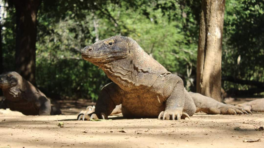 Komodo Island